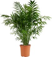 Bloomique - Chamaedorea Elegans - Mexicaanse Dwergpalm - Kamerplanten - Luchtzuiverend - Diervriendelijk - Gemakkelijk in onderhoud - Hoogte 80-100 cm - Pot 20 cm