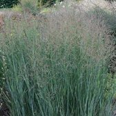 6 x Panicum Virgatum 'Heavy Metal' - Gierst - pot 9 x 9 cm - Prachtig Verkleurend Vingergras