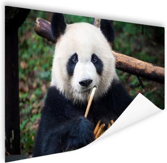 Panda die bamboe eet Poster 90x60 cm - Foto print op Poster