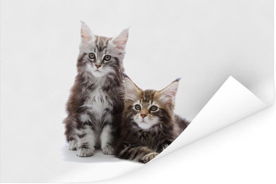 universiteitsstudent Rationalisatie doe alstublieft niet bol.com | Twee schattige Maine Coon kittens Poster 180x120 cm - Foto print  op Poster...