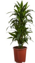 Kamerplant van Botanicly – Drakenboom – Hoogte: 120 cm – Dracaena Janet Craig