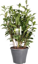 Kruid van Botanicly – Camellia Sinensis – Hoogte: 50 cm