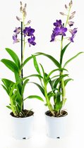 Orchideeën van Botanicly – 2 × Dendrobium Sa-Nook – Hoogte: 55 cm, 1 tak