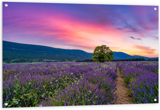 Tuinposter – Lavendel Veld met Zonsondergang en Mooie Lucht - 120x80 cm Foto op Tuinposter (wanddecoratie voor buiten en binnen)