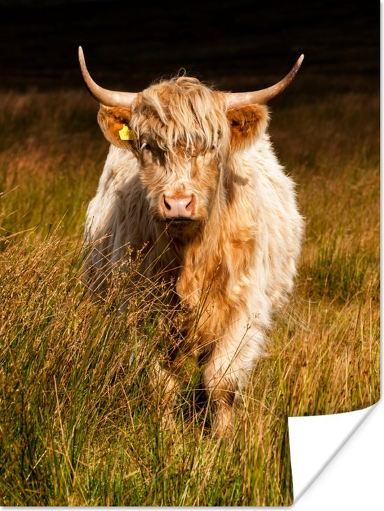 Blonde écossaise Highlander dans le papier affiche sombre