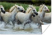 Poster Paarden - Water - Natuur - 90x60 cm