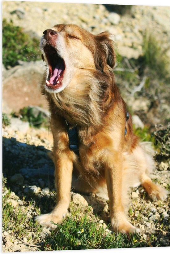 WallClassics - Acrylglas - Zittende Hond met open Mond - 70x105 cm Foto op Acrylglas (Wanddecoratie op Acrylaat)