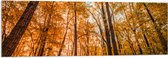 Acrylglas - Bos met Hoge Bomen in Herfstkleuren - 120x40 cm Foto op Acrylglas (Met Ophangsysteem)