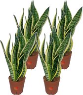 Bol.com YouFlowers - Sansevieria Laurentii - Vrouwentong - 4 stuks - Ø 12cm - Hoogte: 40cm - Makkelijk te verzorgen kamerplant aanbieding