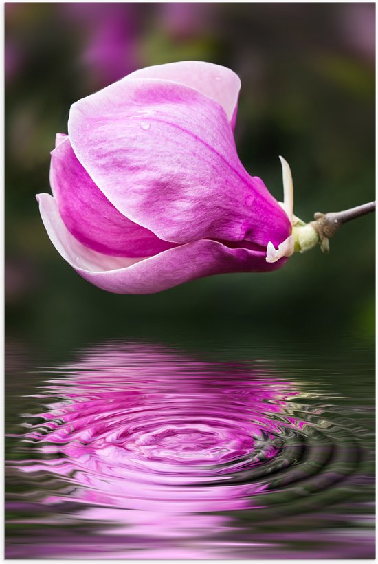 Poster Glanzend – Roze Magnolia Bloem boven Water met Weerspiegeling - 60x90 cm Foto op Posterpapier met Glanzende Afwerking