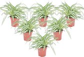 Plant in a Box - Chlorophytum comosum 'Atlantic' - Graslelie - Set van 6 - Groene kamerplant - Pot 12cm - Hoogte 25-40cm