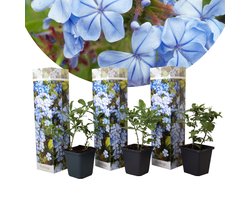 Plant in a Box - Plumbago auriculata - Set van 3 - Mannentrouw - Lang bloeiende klimplant - Pot 9cm - Hoogte 25-40cm