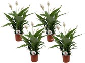 Plant in a Box - Spathiphyllum Lima - Set van 4 - Luchtzuiverende kamerplant - Pot 17cm - Hoogte 60-75cm