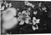 Acrylglas - Bloemen in het Zwart-Wit - 105x70 cm Foto op Acrylglas (Met Ophangsysteem)