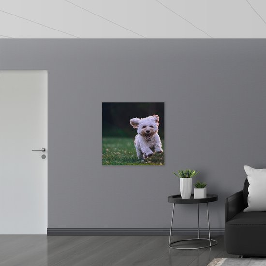 PVC Schuimplaat - Blij rennend Hondje in het Gras - 80x80 cm Foto op PVC Schuimplaat (Met Ophangsysteem)