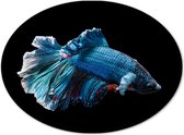 WallClassics - Dibond Ovaal - Blauwe Kempvis met Zwarte Achtergrond - 28x21 cm Foto op Ovaal (Met Ophangsysteem)