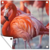 Posters de jardin Flamingo - Vogel - Animaux - Rose - 50x50 cm