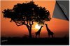 Animaux - Girafes coucher de soleil Afrique