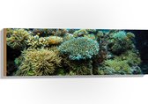 WallClassics - Hout - Berg Koraal onder Water - 90x30 cm - 12 mm dik - Foto op Hout (Met Ophangsysteem)
