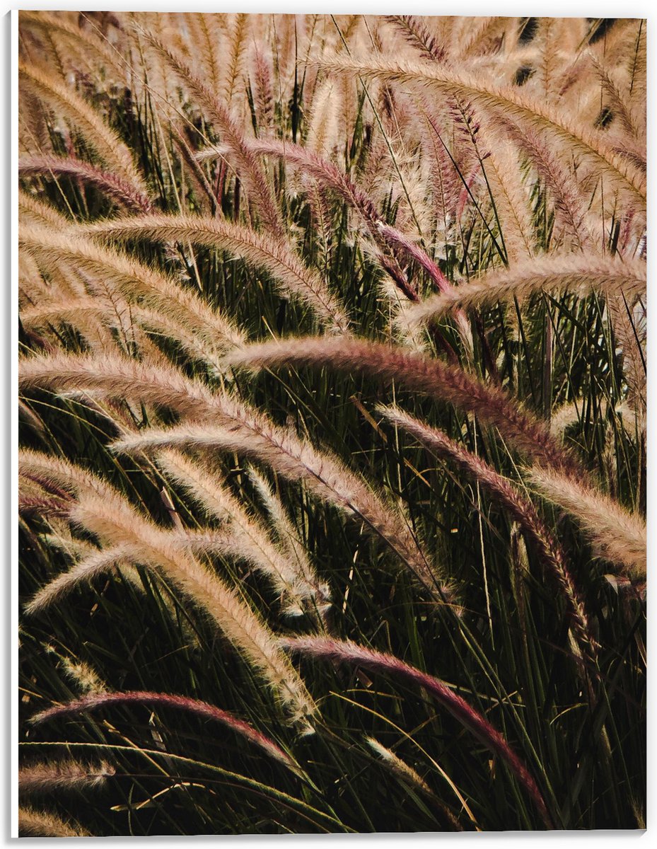 PVC Schuimplaat - Sierlijke Fontein Gras - 30x40 cm Foto op PVC Schuimplaat (Met Ophangsys