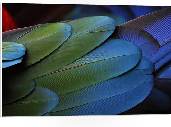 WallClassics - PVC Schuimplaat - Veren van een Gekleurde Papegaai - 75x50 cm Foto op PVC Schuimplaat (Met Ophangsysteem)