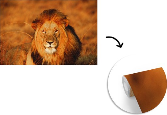 Papier peint photo peint photo Lion - nieuw - Lion regardant dans l'appareil fotobehang vinyle largeur 330 cm x hauteur 220 cm - Impression photo sur papier peint vinyle (disponible en 7 tailles) - chambre/salon/bureau
