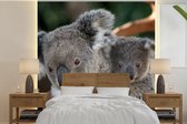 Behang - Fotobehang Koala's - Vader - Kind - Kinderen - Jongens - Meisjes - Breedte 240 cm x hoogte 240 cm