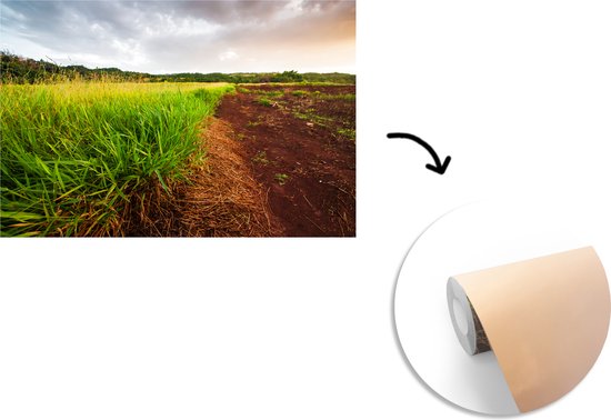 La citronnelle saine pousse à l'état sauvage dans les régions rurales de la Jamaïque papier peint photo vinyle 360x240 cm - Tirage photo sur papier peint