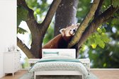 Behang - Fotobehang Panda - Rood - Hout - Breedte 525 cm x hoogte 350 cm