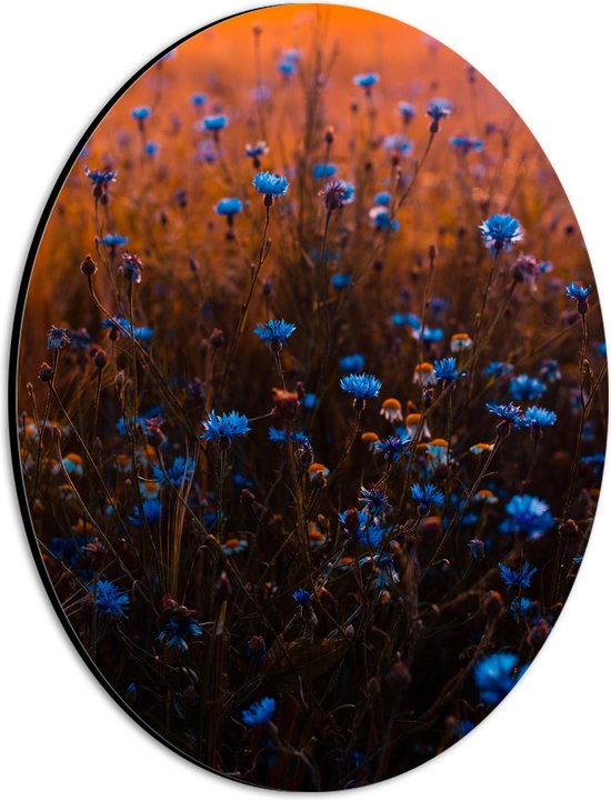 Dibond Ovaal - Blauw Bloemenveld onder Oranje Kleurige Lucht - 21x28 cm Foto op Ovaal (Met Ophangsysteem)