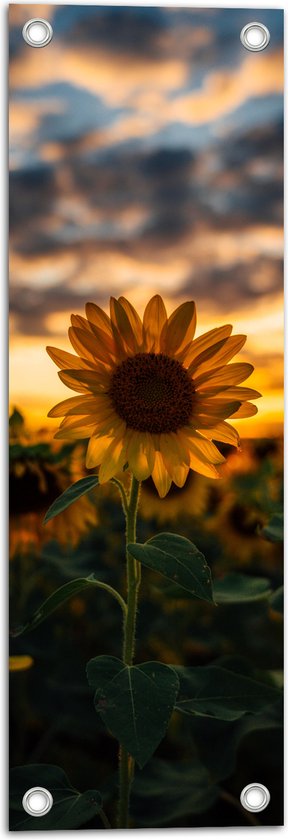 WallClassics - Tuinposter – Zonnebloem in Veld met Zonsondergang - 20x60 cm Foto op Tuinposter (wanddecoratie voor buiten en binnen)