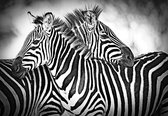 Fotobehang - Vlies Behang - Liefdevolle Zebra's - 254 x 184 cm