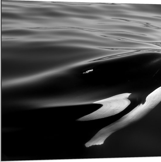WallClassics - Dibond - Zwart met Witte Orka aan het Wateroppervlak (Zwart- wit) - 80x80 cm Foto op Aluminium (Met Ophangsysteem)
