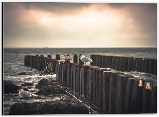 WallClassics - Dibond - Meeuwen op Houten Palen bij de Zee - 40x30 cm Foto op Aluminium (Met Ophangsysteem)