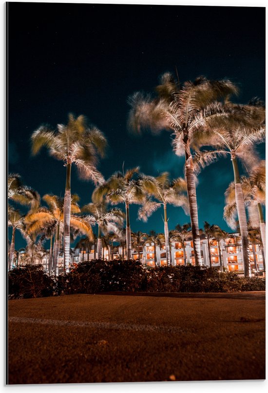 Dibond - Verlichte Palmbomen in Nacht - 40x60 cm Foto op Aluminium (Met Ophangsysteem)