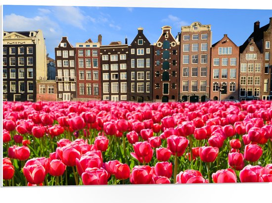 PVC Schuimplaat- Roze Tulpenveld voor Rij Grachtenpanden in Amsterdam, Nederland - 75x50 cm Foto op PVC Schuimplaat