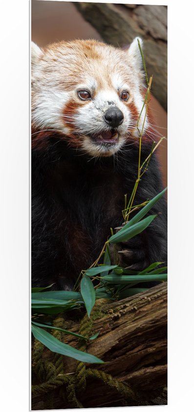 PVC Schuimplaat - Etende Rode Panda van Groene Planten - 40x120 cm Foto op PVC Schuimplaat (Met Ophangsysteem)