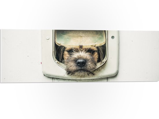 WallClassics - PVC Schuimplaat - Hond kijkend door Huisdierklep - Borderterriër - 90x30 cm Foto op PVC Schuimplaat (Met Ophangsysteem)