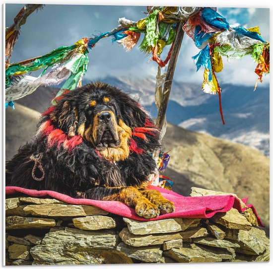 PVC Schuimplaat- Hond liggend op Berg - 50x50 cm Foto op PVC Schuimplaat