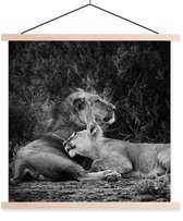 Porte-affiche avec affiche - Affiche scolaire - Lions - Zwart - Animaux sauvages - 60x60 cm - Lattes vierges