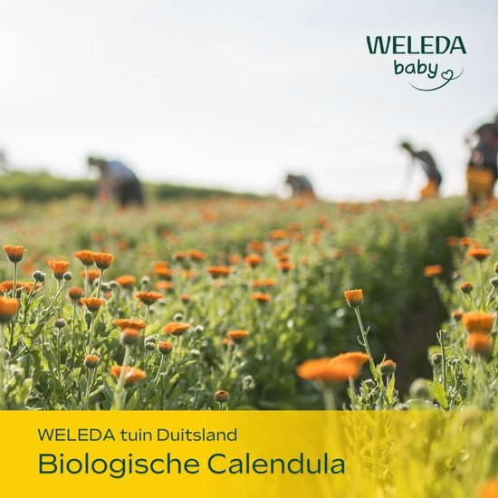 Veld met oranje bloemen (calendula) met op de achtergrond sylhouetten van mensen die oogsten. Weleda tuin.