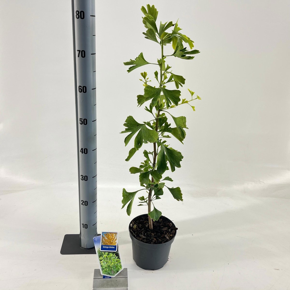 Ginkgo biloba - Japanse notenboom | 60-80 cm pot