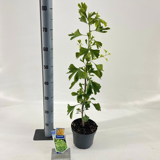 Japanse notenboom (Ginkgo biloba) met waaierachtige groene bladeren aan een bruine stam, in een zwarte pot.