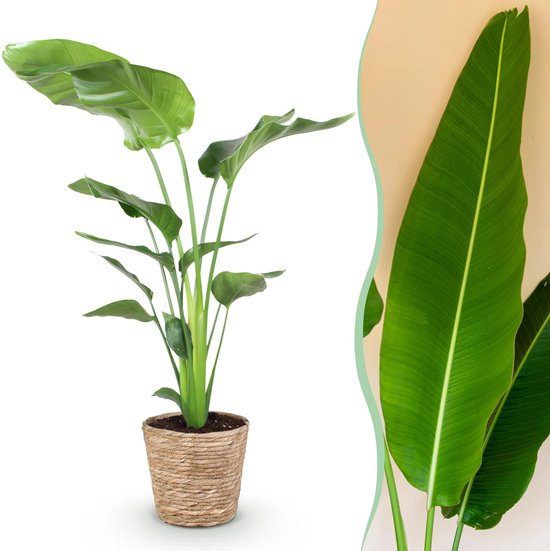 Plantenboetiek.nl | Green is... Stelitzia Nicolai - Paradijsvogelbloem - Weinig onderhoud - met mand - Groen - Ø21cm - 110-120cm hoog - Kamerplant - Groenblijvend