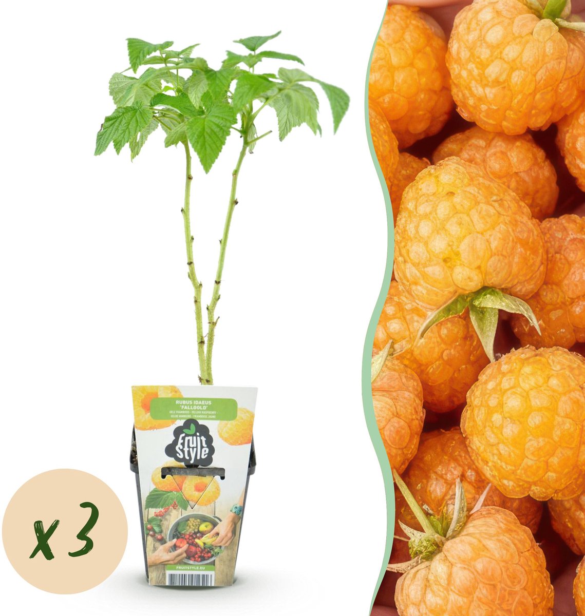 Plantenboetiek.nl | Framboos - Rubus idaeus Fallgold - Winterhard - 3 Planten - Ø9cm - 15-25cm hoog - Tuinplant