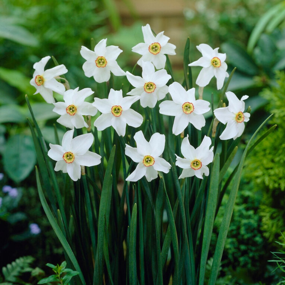 Narcis (Narcissus) - Recurvus - sus - Snijbloemen - Voorjaarsbollen - bloeit in Maart / April / Mei
