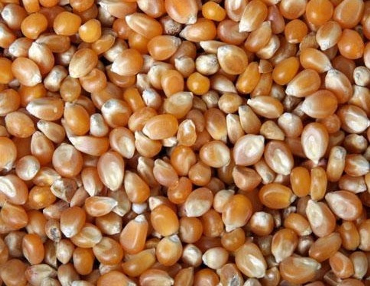 Wielink Extra kleine mais 25 kg