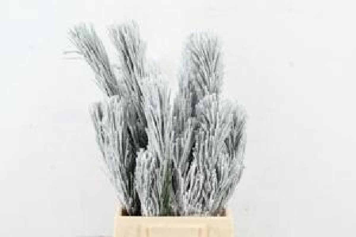 5x Ko pinus nigra snow 50cm