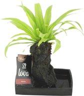 Lova® Asplenium