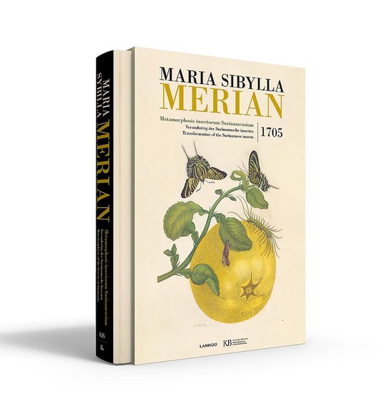 Maria Sibylla Merian. Metamorphosis insectorum Surinamensium